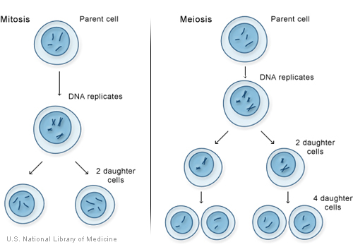 7 Important Difference Between Mitosis and Meiosis - CBSE Class Notes  Online - Classnotes123