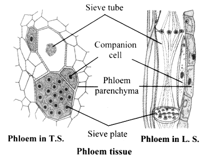 What are the Constituents of Phloem ?