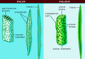 5 Key Difference Between Simple Tissue And Complex Tissue - CBSE Class ...