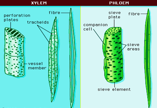 Difference between Simple Tissue and Complex Tissue