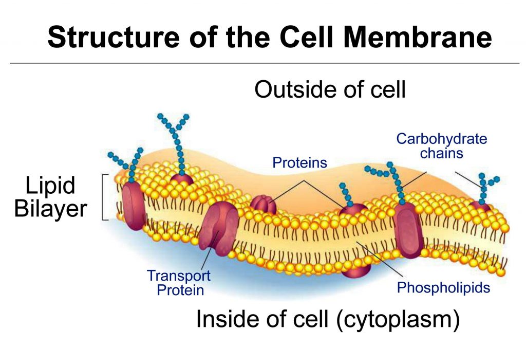 Structure of Cell Membrane or Plasma Membrane