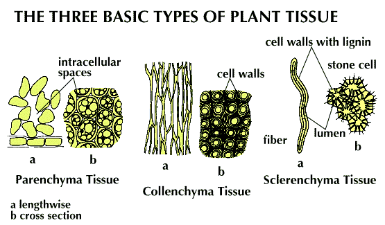 Difference between Simple Tissue and Complex Tissue