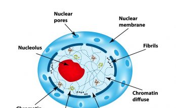 nucleus diagram for class 9th