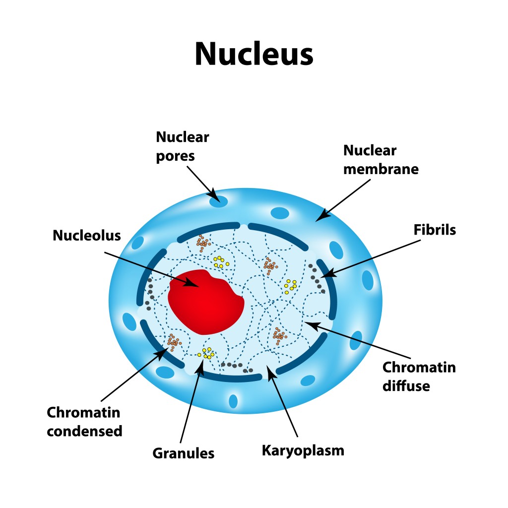 nucleus diagram for class 9th