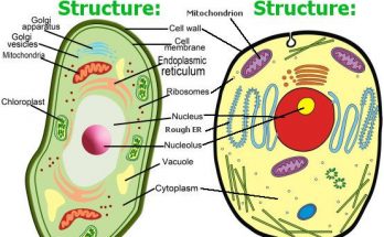 16 Important Differences Between Plant Cell and Animal Cellant cell and animal cell diagram