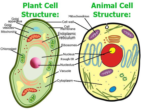 9 Important Differences Between Plant Cell and Animal Cell - CBSE Class  Notes Online - Classnotes123