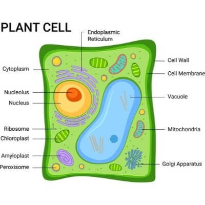 Vacuoles - Definition, Functions, Types, Significance And Location
