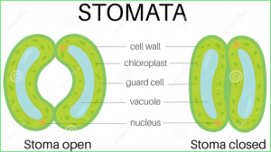 Where Do Plants Get Each Of The Raw Materials Required For ...