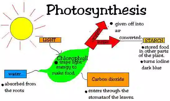 class 10 -chapter 6 life processes - nutrition -Photosynthesis class 10