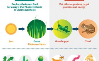 What are the Differences between Autotrophic Nutrition and Heterotrophic Nutrition?