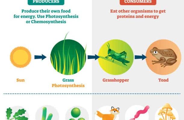 What are the Differences between Autotrophic Nutrition and Heterotrophic Nutrition?