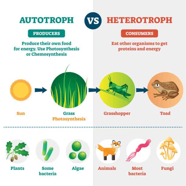 What are the Differences between Autotrophic Nutrition and Heterotrophic  Nutrition? - CBSE Class Notes Online - Classnotes123