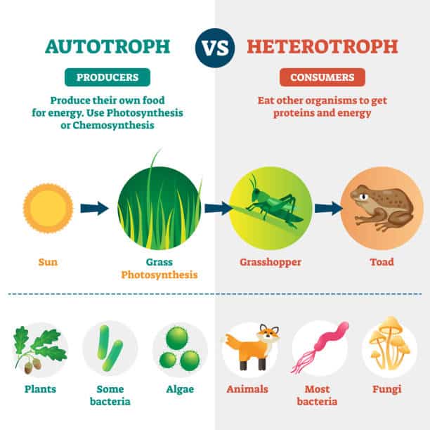 10 Important Differences Between Autotrophic Nutrition And 