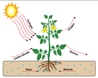 class 10 -chapter 6 life processes - nutrition -Photosynthesis class 10