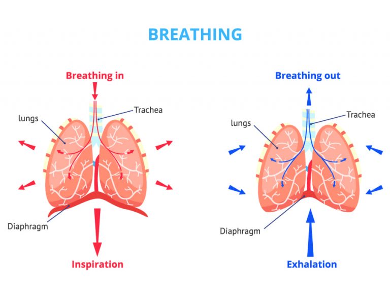 Respiration Class 10 Notes - CBSE Class Notes Online - Classnotes123