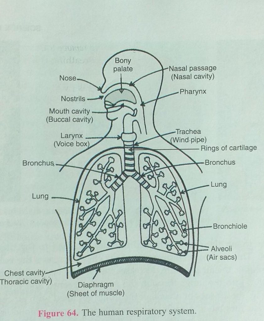 Human respiratory system  class 10