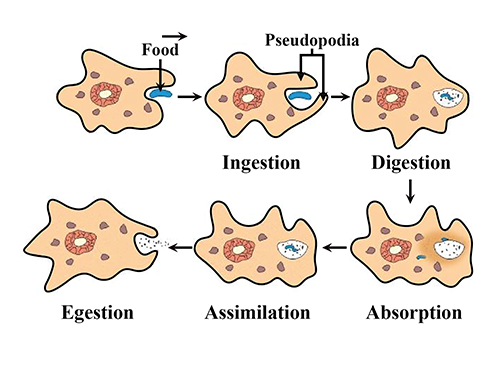 digestion in amoeba