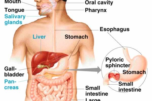 Function Of Salivary Glands Class 7