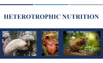 what is heterotrophic nutrition,heterotrophic nutrition types heterotrophic nutrition examples