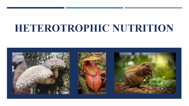 heterotrophic-nutrition-definition-types-and-examples-class-10