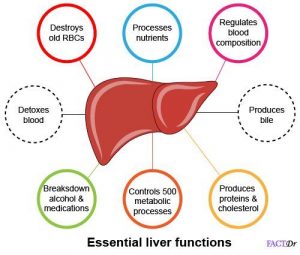 Digestive Glands - Definition , Types and Functions - CBSE Class Notes ...