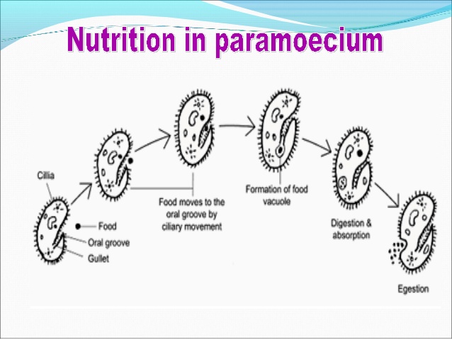 Nutrition in Paramecium