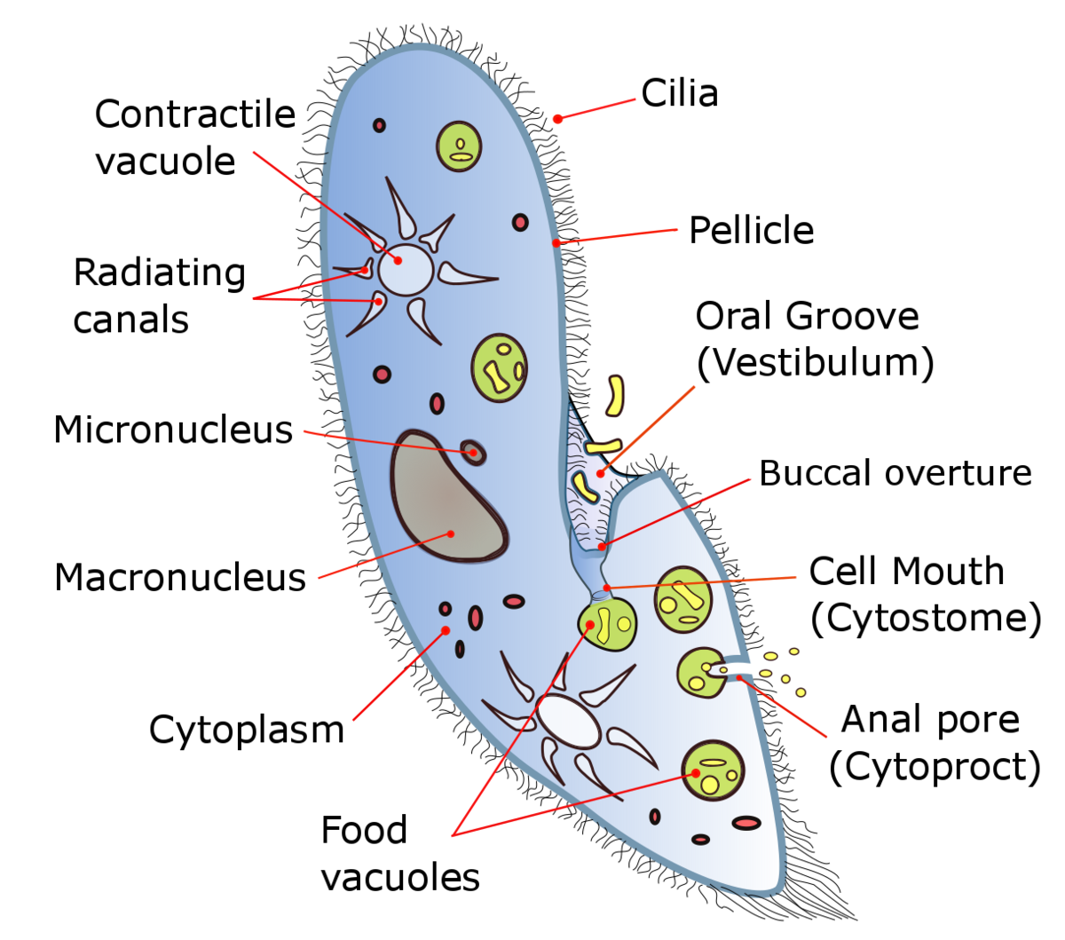 Nutrition In Paramecium Class 10 CBSE Class Notes Online 