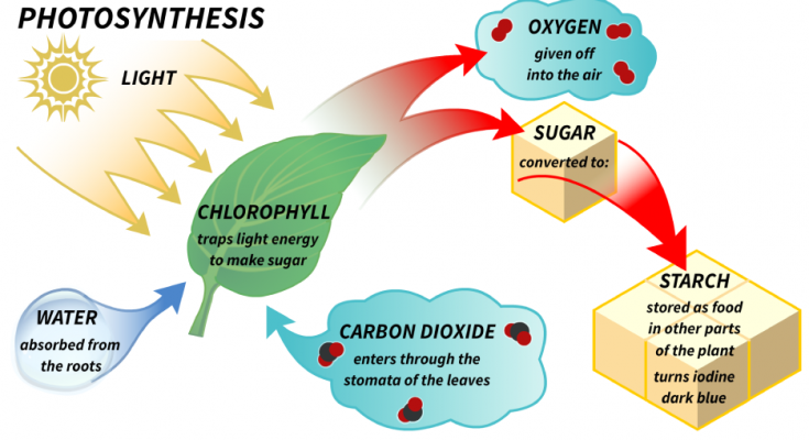 What is Photosynthesis? Explain the Process of Photosynthesis