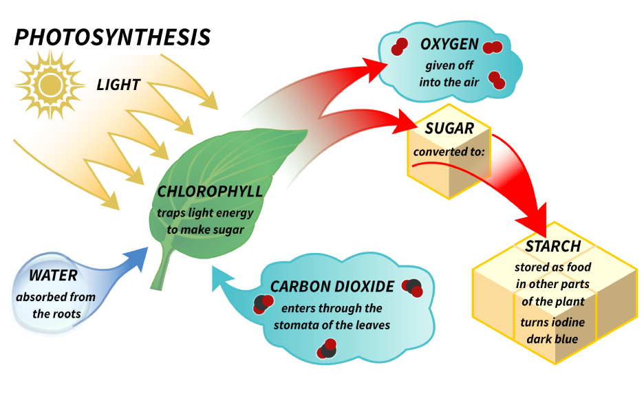 What Part Of The Plant Is In Charge Of Photosynthesis For Making Food