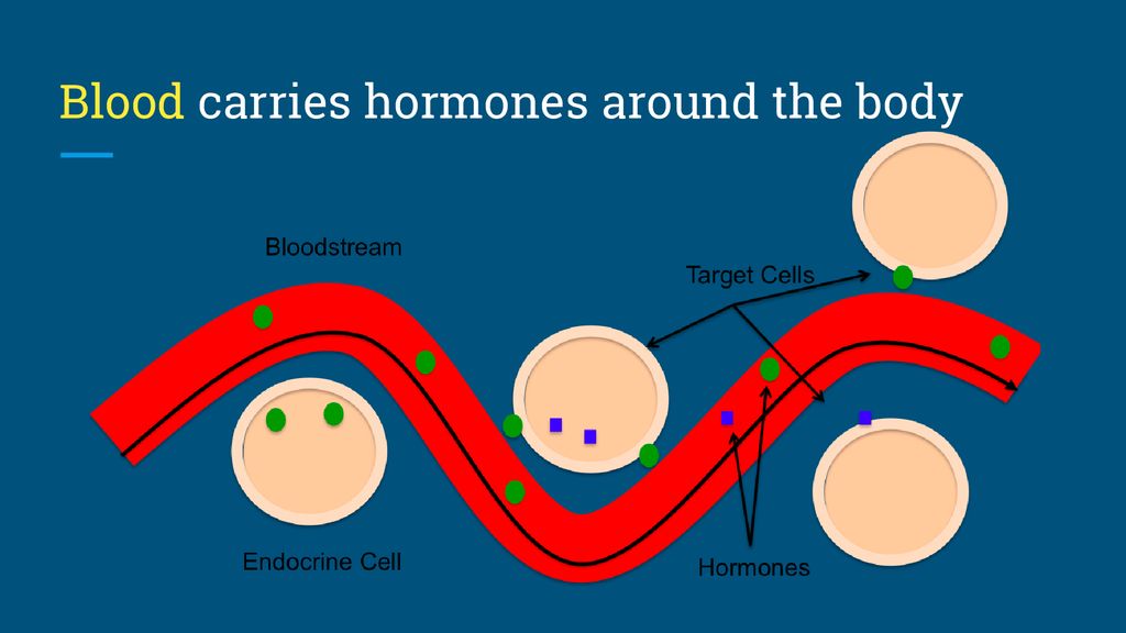 Write down Functions of Blood Class 10 CBSE Class Notes Online