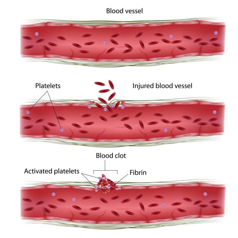 10-important-functions-of-blood-class-10-cbse-class-notes-online