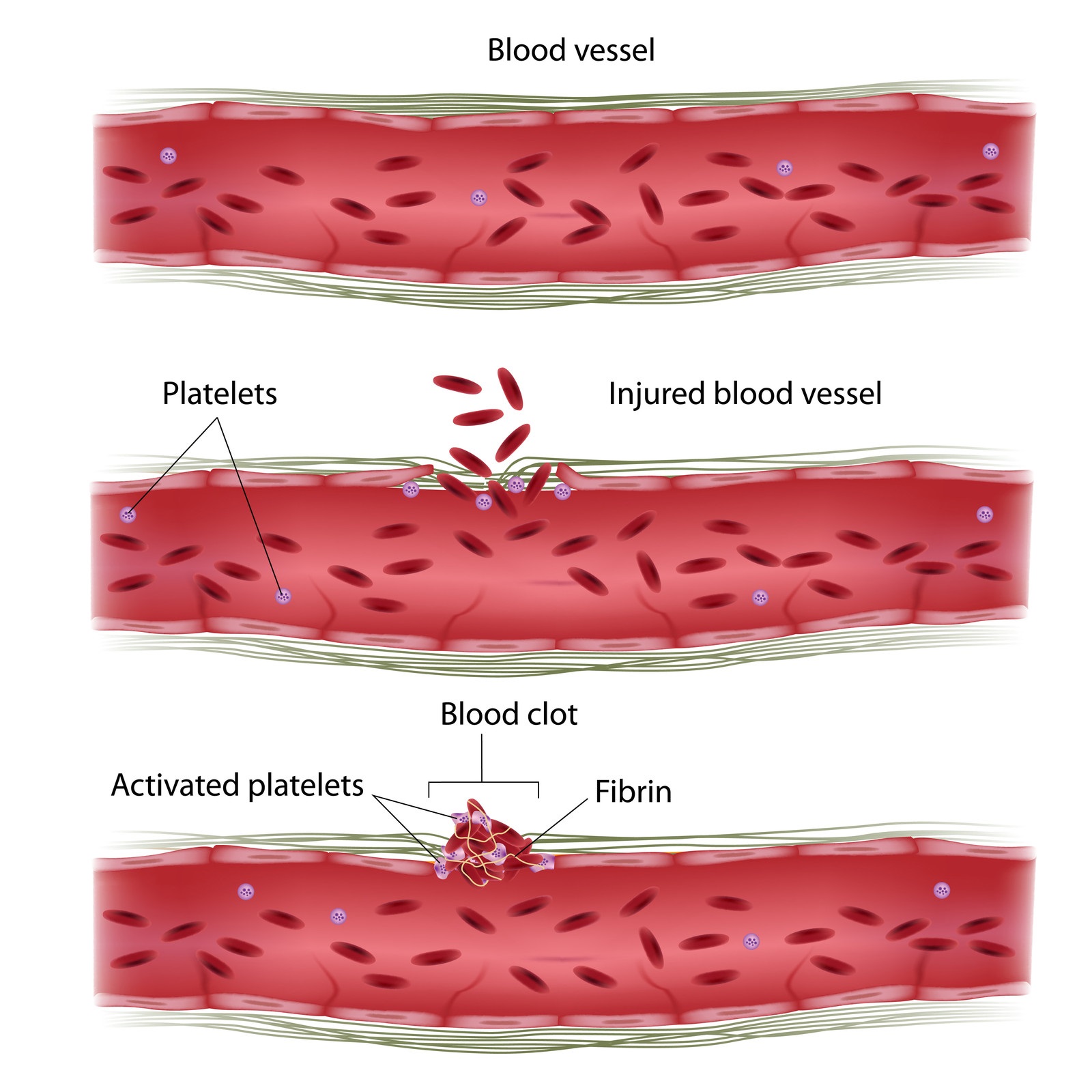 write-down-functions-of-blood-class-10-cbse-class-notes-online