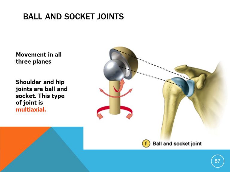 Bones And Muscles / The Skeletal System Class 5 -Notes - CBSE Class ...