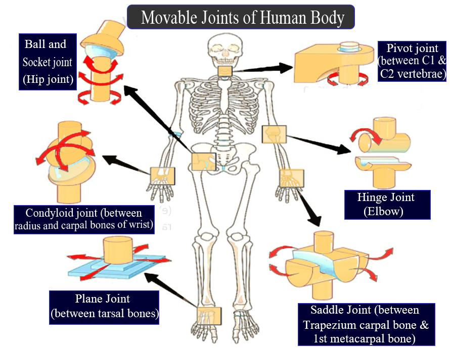 Bones And Muscles / The Skeletal System Class 5 -Notes