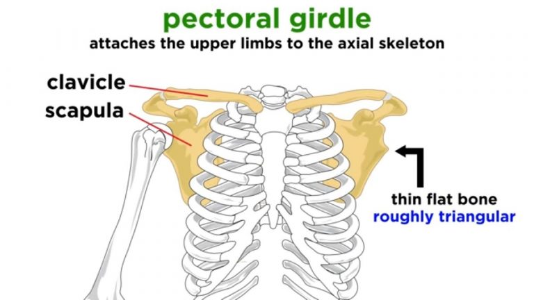 Bones And Muscles / The Skeletal System Class 5 -Notes - CBSE Class ...