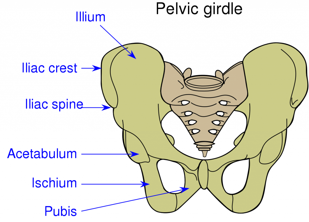 Bones And Muscles The Skeletal System Class 5 Notes CBSE Class 