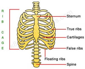 Bones And Muscles / The Skeletal System Class 5 -Notes - CBSE Class ...