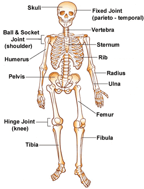 Bones And Muscles / The Skeletal System Class 5 -Notes