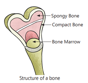 Bones And Muscles / The Skeletal System Class 5 -Notes - Structure of Bone