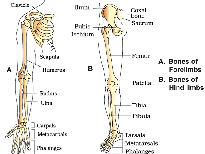 Bones And Muscles / The Skeletal System Class 5 -Notes