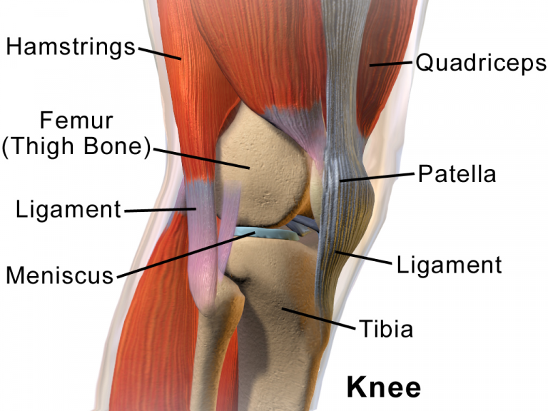 bones-and-muscles-the-skeletal-system-class-5-notes-cbse-class