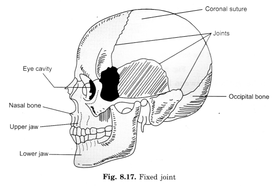 Bones And Muscles / The Skeletal System Class 5 -Notes  - skull