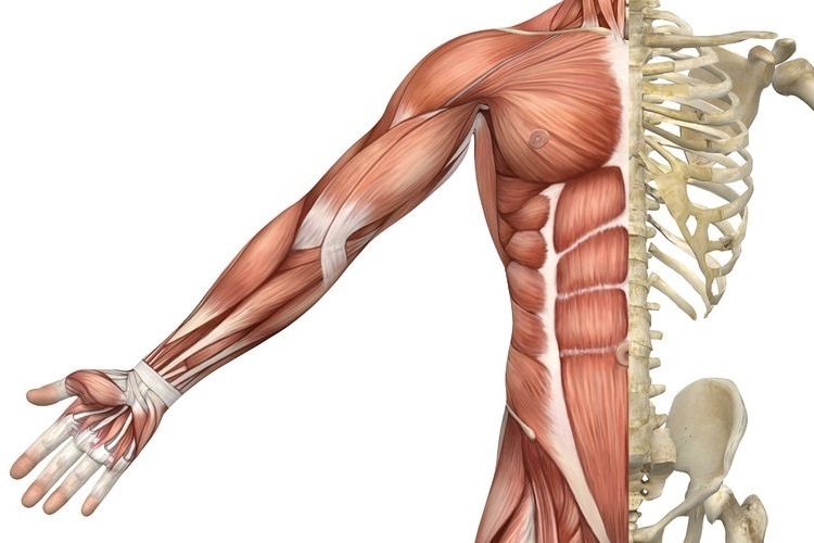 Class 5 Bones And Muscles The Skeletal System Long Question 