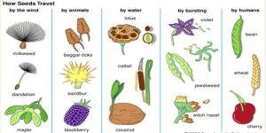 What is Dispersal of Seeds for Class 5 - CBSE Class Notes Online