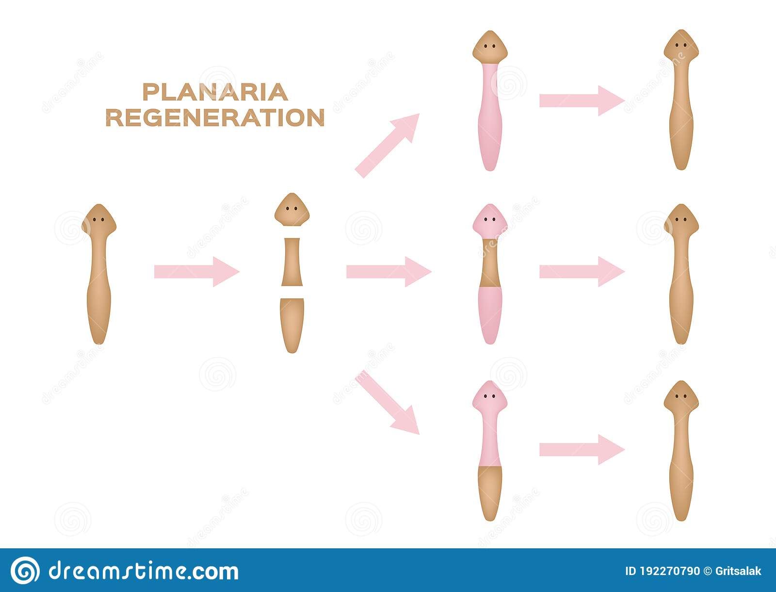 6 Important Differences between Fragmentation and Regeneration - CBSE ...