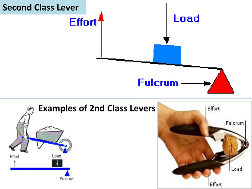 Types Of Lever Class 5 CBSE Class Notes Online Classnotes123