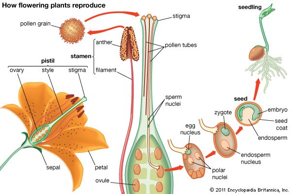 How do Plants Reproduce for Class 5 - CBSE Class Notes Online -  Classnotes123