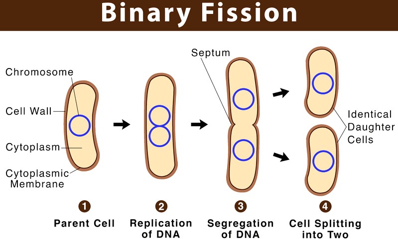 What is Binary Fission