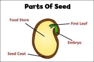 Structure Of Seed For Class 5 - CBSE Class Notes Online - Classnotes123