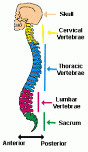 vertebra class 5